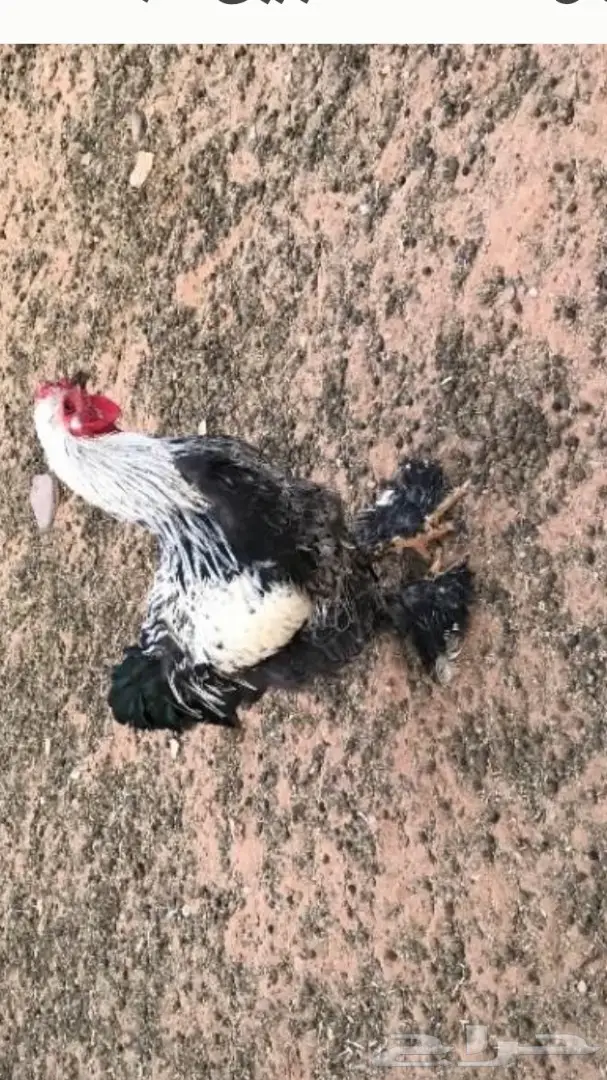 ديكين براهما