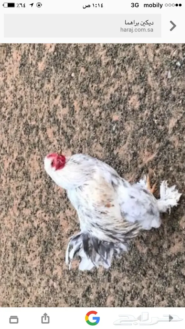 ديكين براهما (image 1)