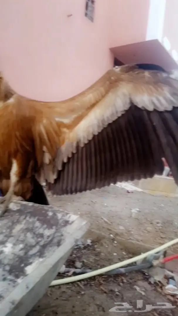 نسر جميل للبيع - صحة وسلامة