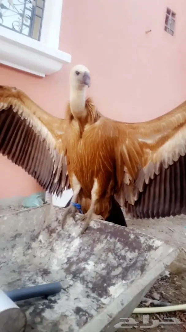 نسر جميل للبيع - صحة وسلامة (image 1)