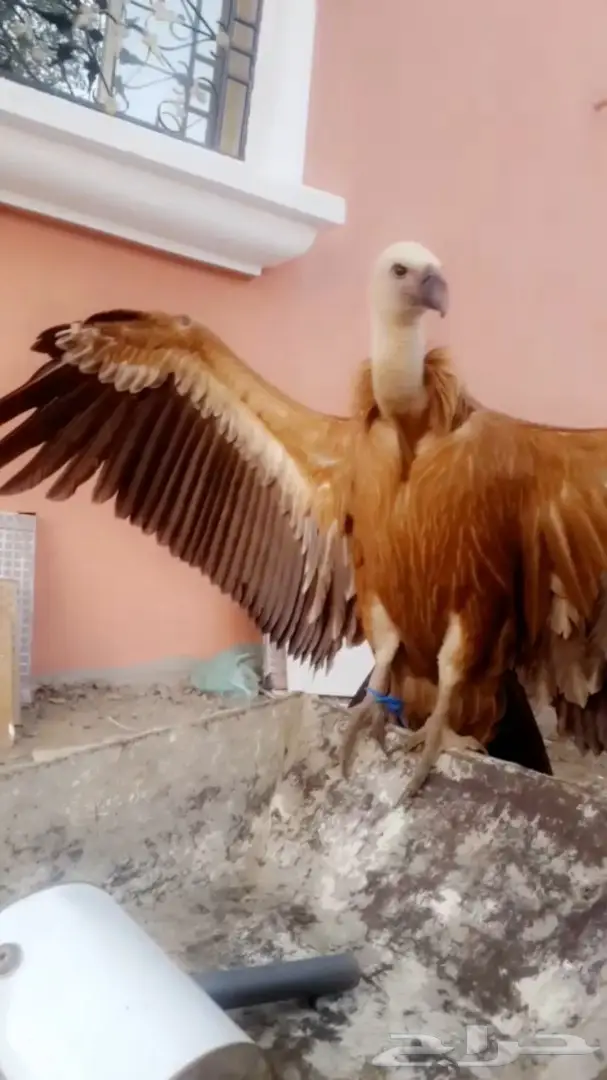 نسر جميل للبيع - صحة وسلامة (image 2)