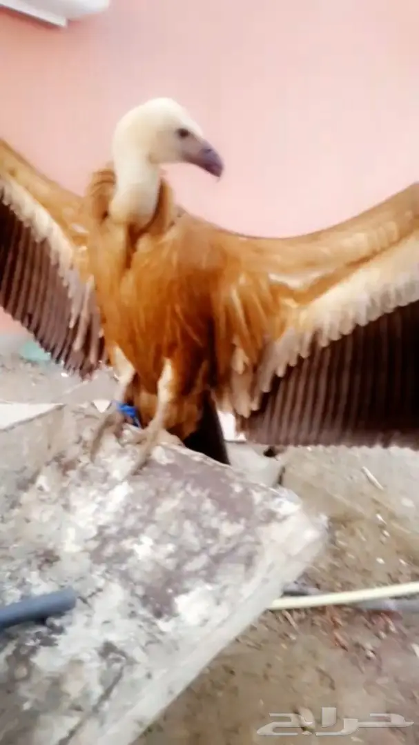 نسر جميل للبيع - صحة وسلامة (image 3)