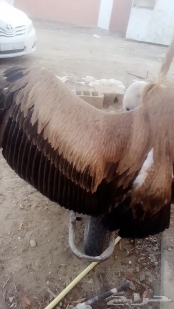 نسر جميل للبيع - صحة وسلامة (image 6)