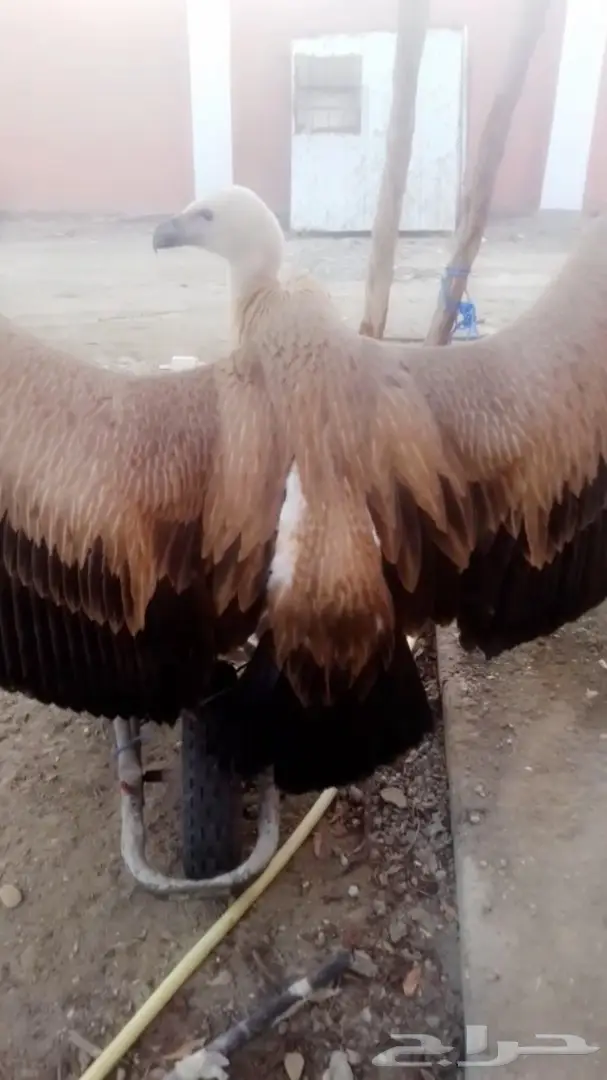 نسر جميل للبيع - صحة وسلامة (image 7)