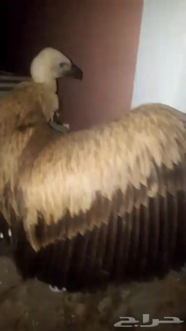 نسر جميل للبيع - صحة وسلامة (image 8)