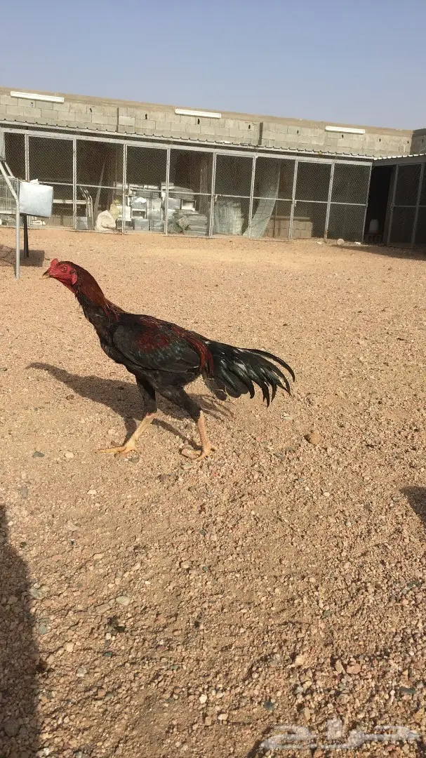 ديك مكس بالجيكي على تايلندي - فرصة لا تُفوّت!