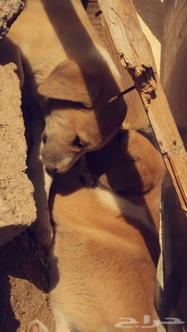 عدد 2جراو للبيع (كنعاني)