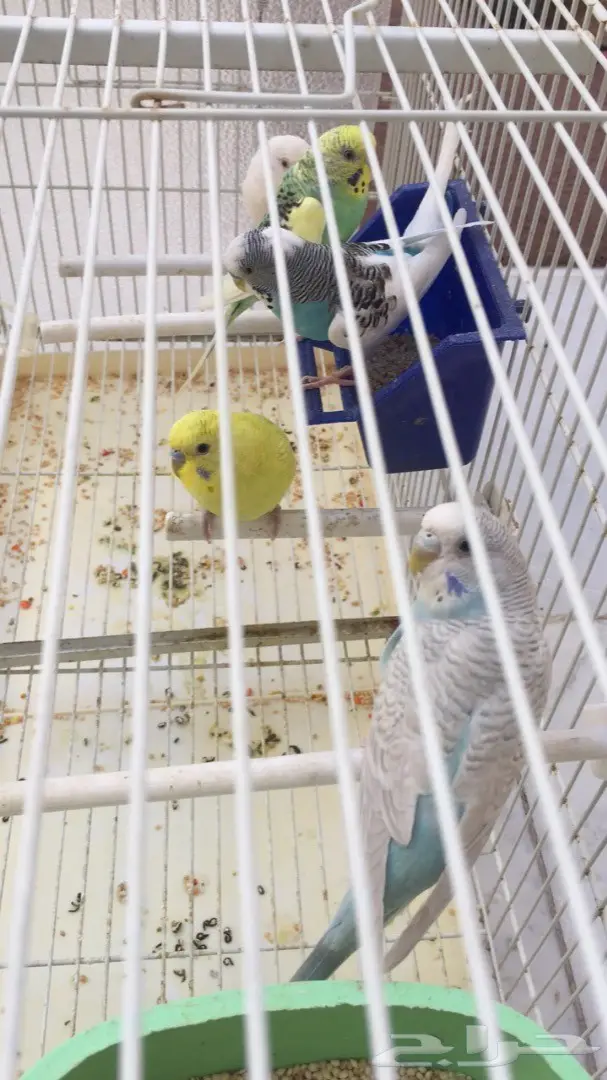 بادجي للبيع