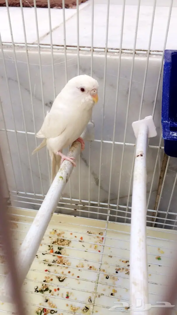 بادجي للبيع (image 1)