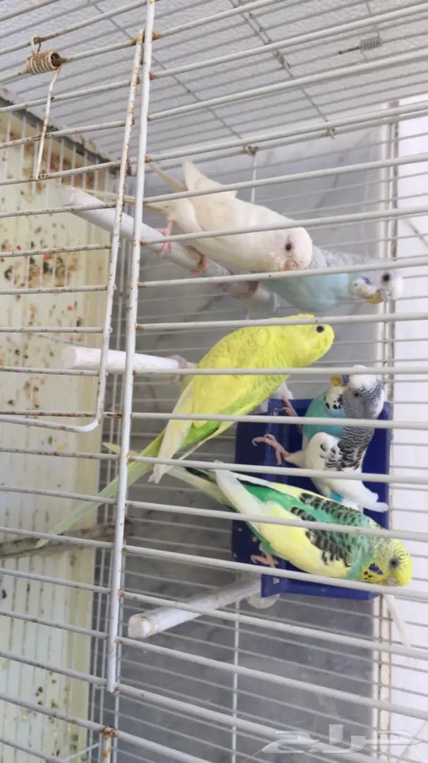 بادجي للبيع (image 2)