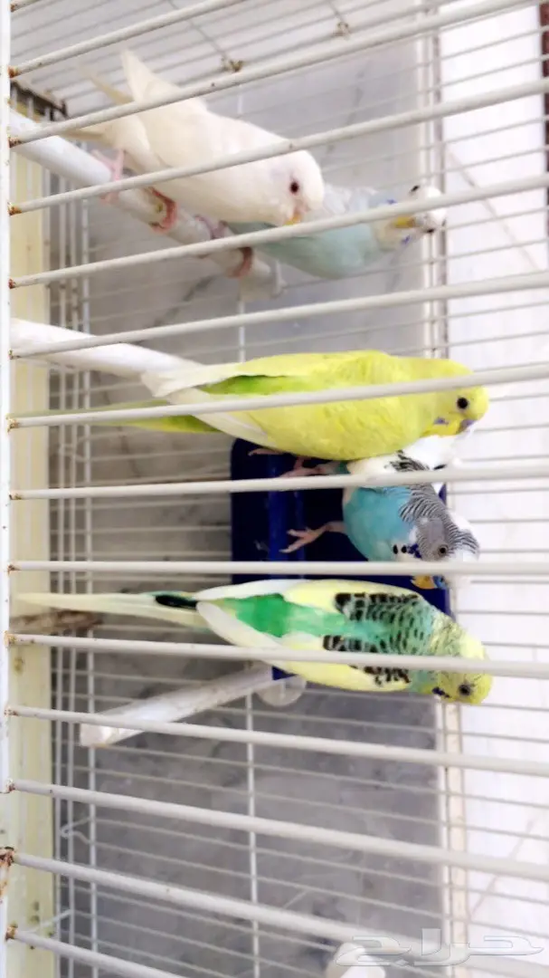 بادجي للبيع (image 3)