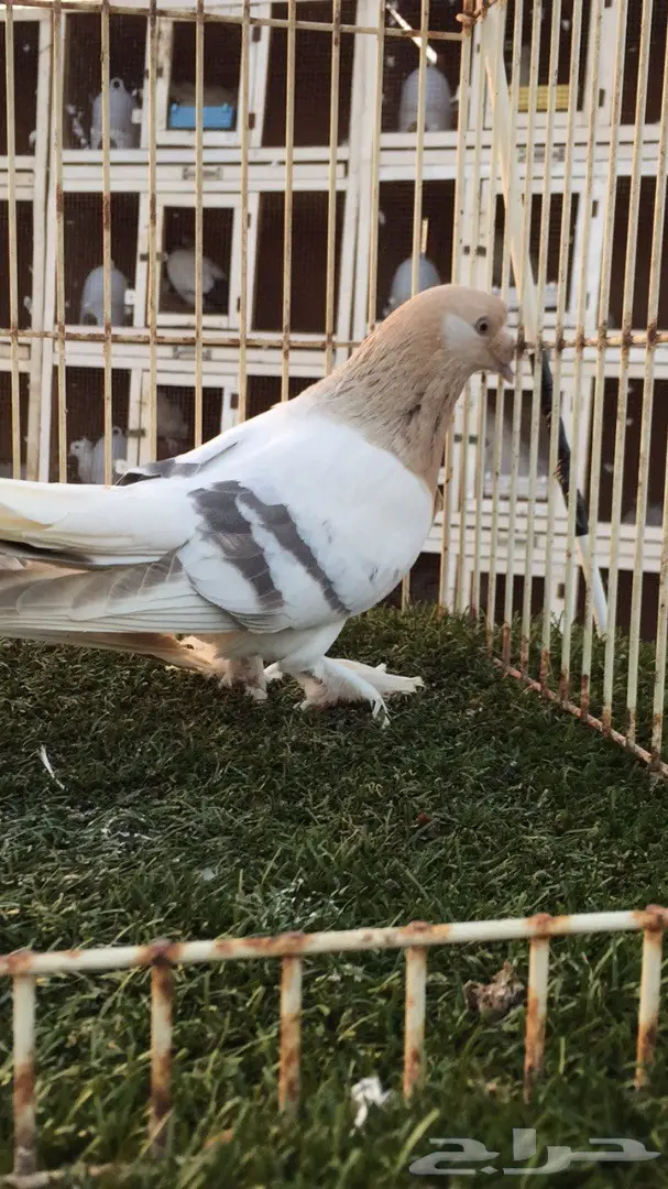 جوز تركي أصيل - أفنان باردة (image 1)