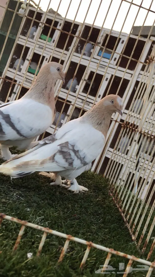 جوز تركي أصيل - أفنان باردة (image 2)