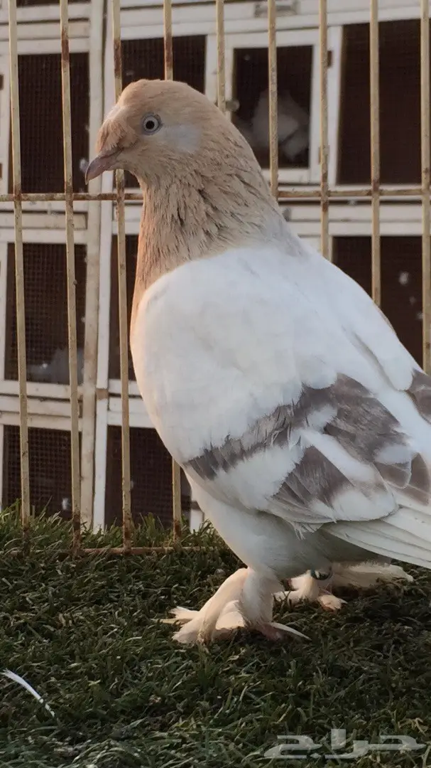 جوز تركي أصيل - أفنان باردة (image 8)