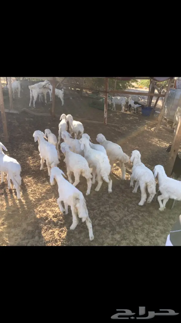 بهم حري من 250