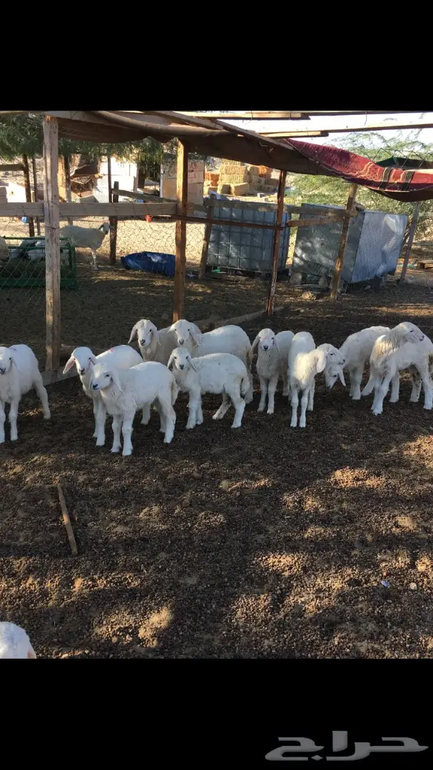 بهم حري من 250 (image 2)