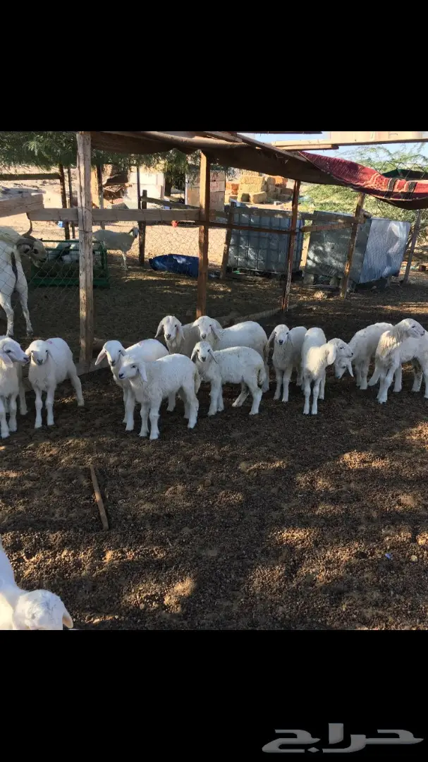 بهم حري من 250 (image 3)