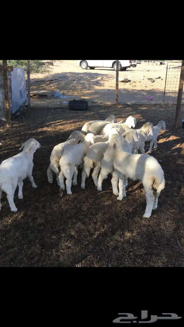 بهم حري من 250 (image 4)