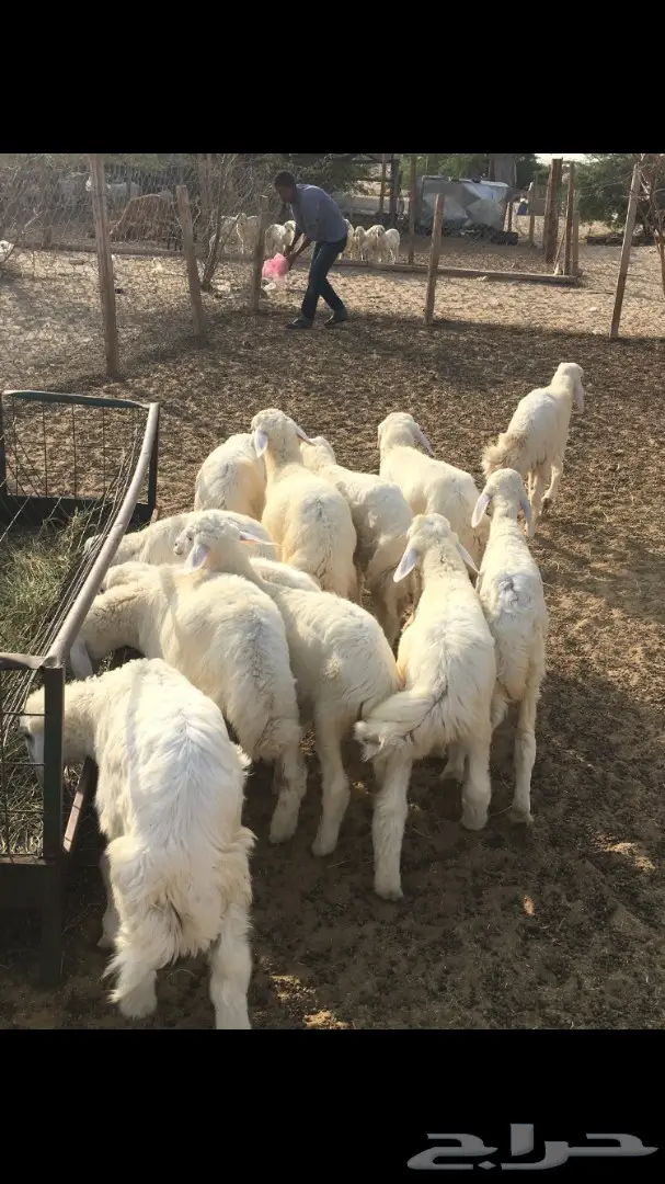 ذبايح حري صغار مع التوصيل (image 1)