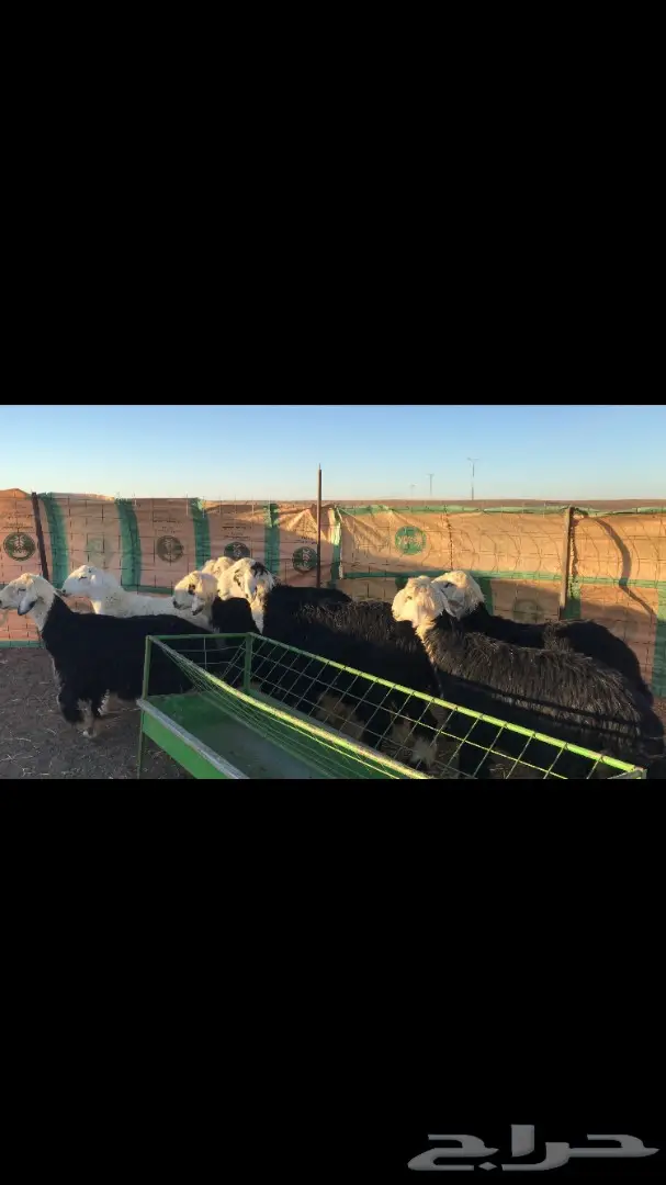 طليان نجد (image 2)