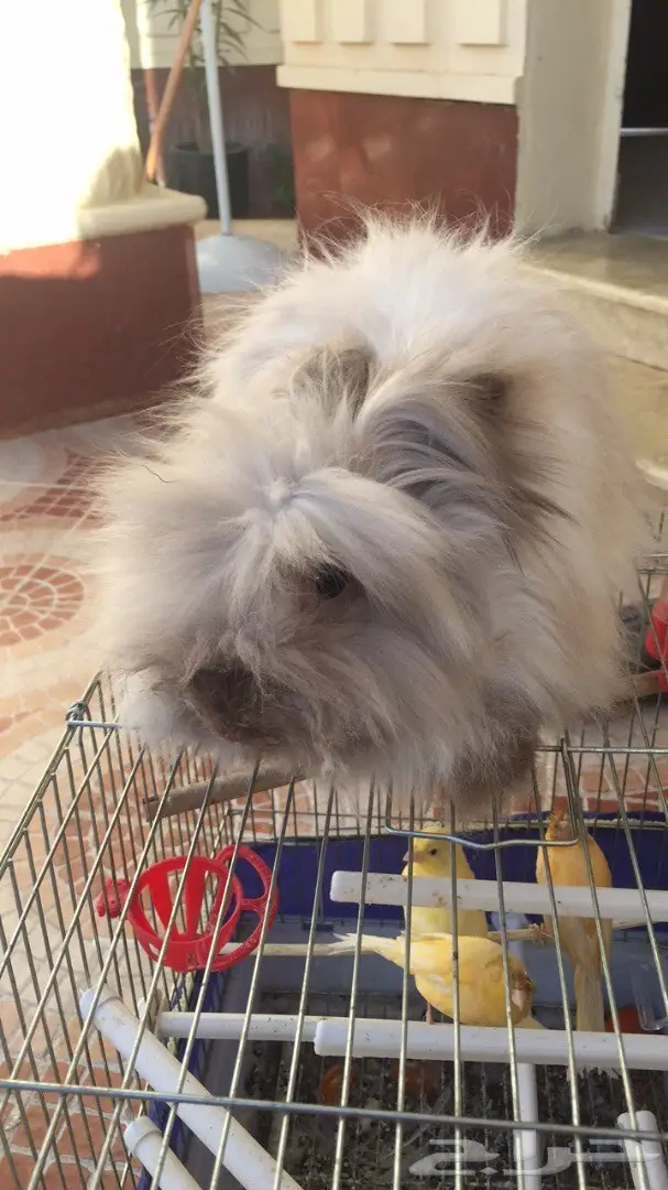 للبيع ذكر ارنب انقورا (image 1)