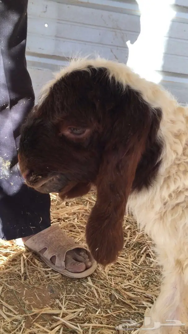 فحل نعيم معرف ومنتج  (image 6)