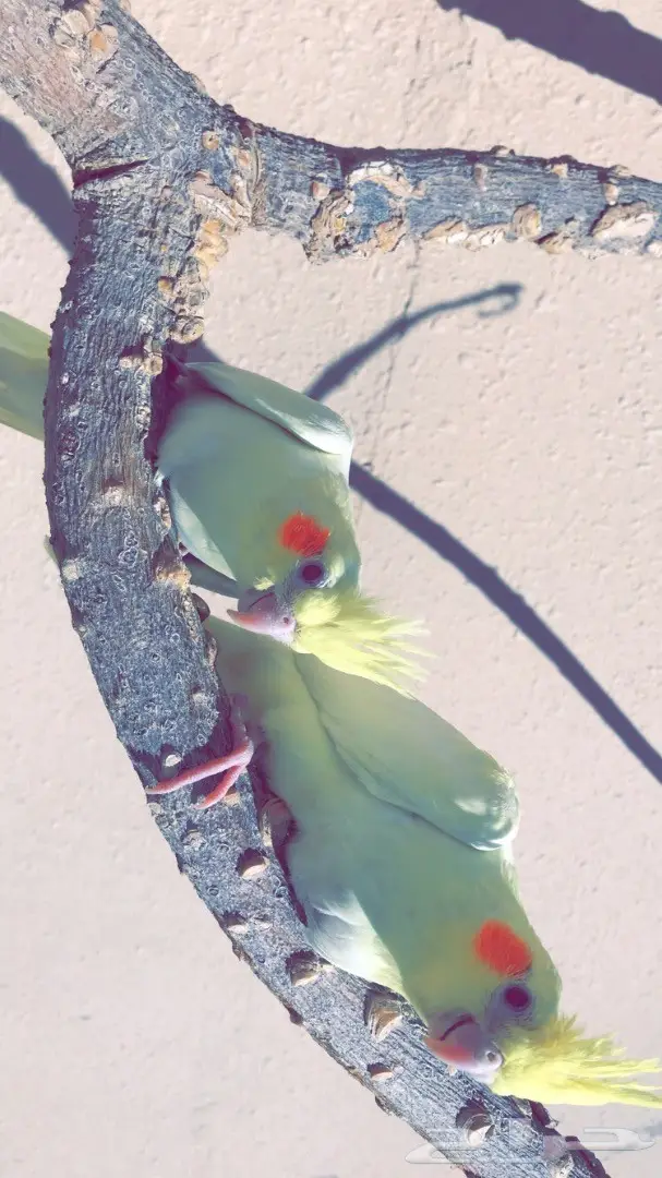 للبيع فرخين كروان عيون حمر غرر 