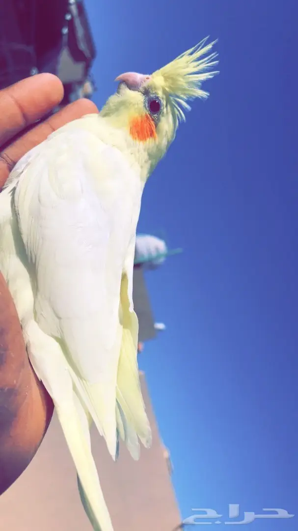 للبيع فرخين كروان عيون حمر غرر  (image 1)