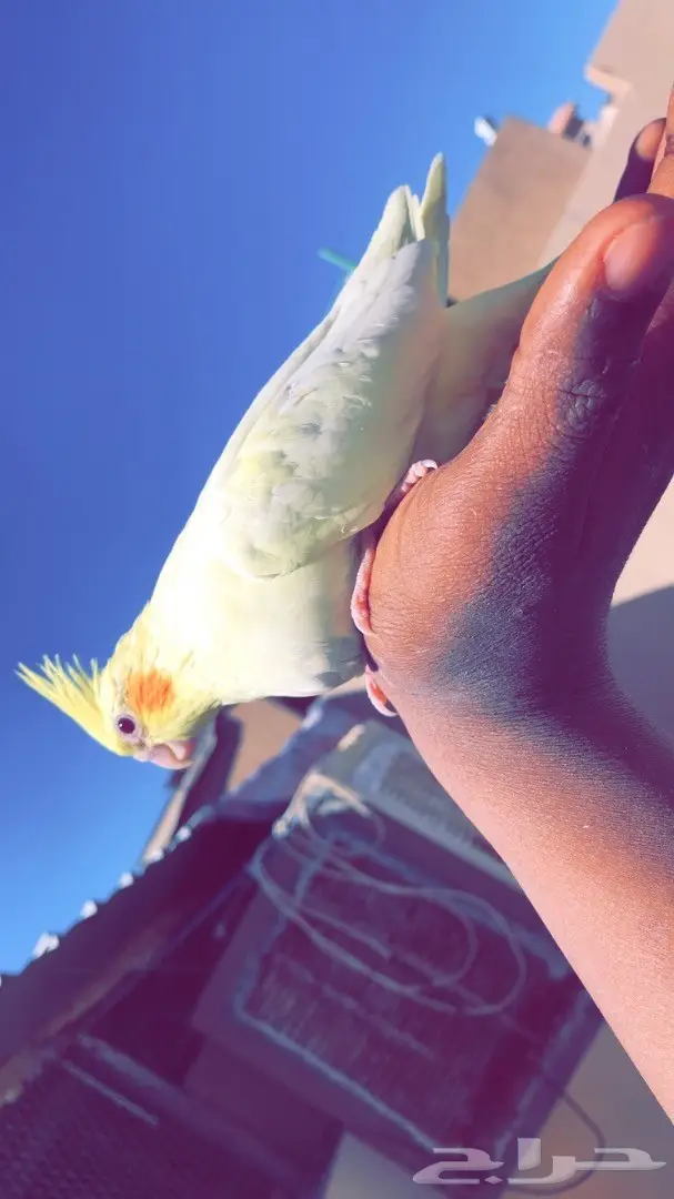 للبيع فرخين كروان عيون حمر غرر  (image 2)