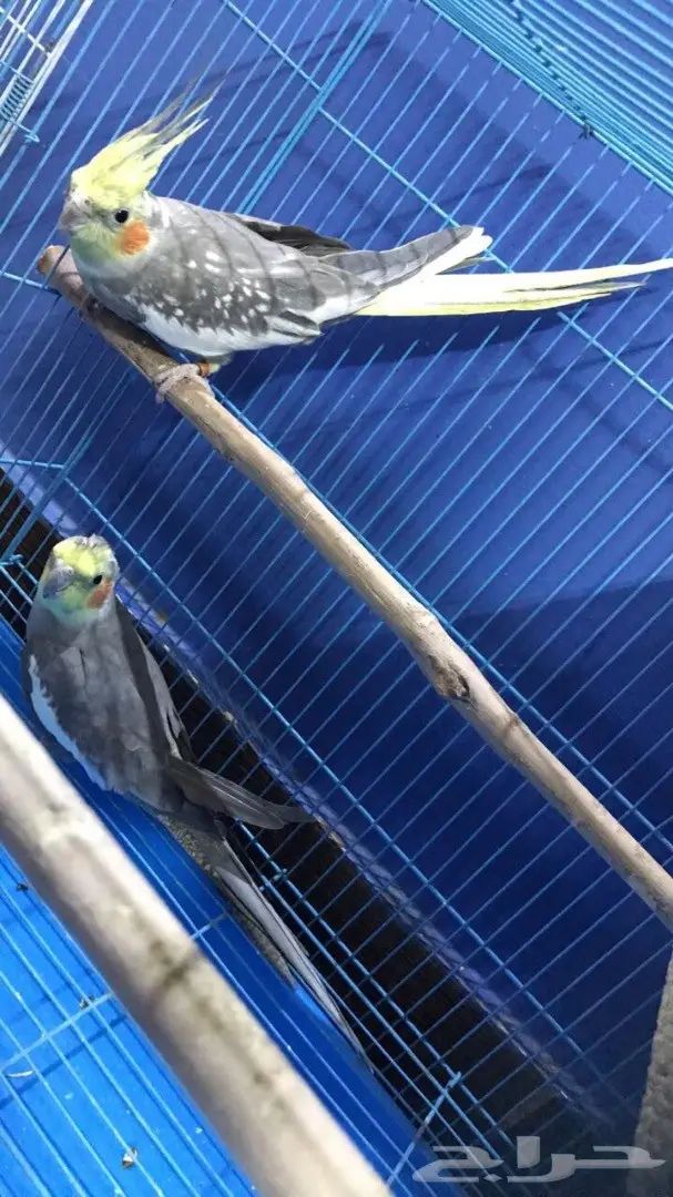 للبيع: جوز كروان وجوزفيشر وأطيار الحب - فرصة لا تُفوّت! (image 1)