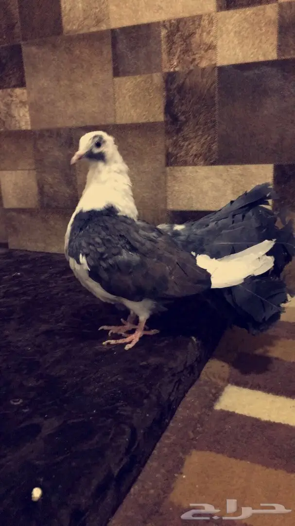 طبه رقاصي مكتف  (image 1)