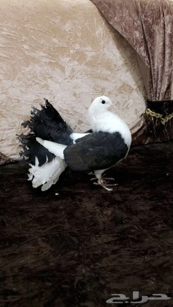 طبه رقاصي مكتف  (image 2)