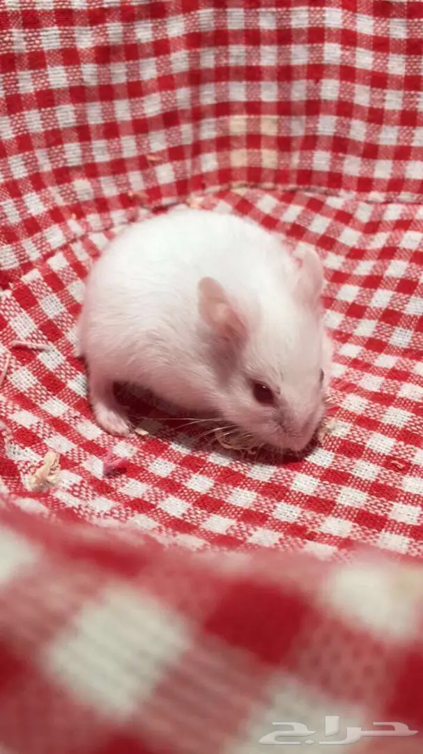 هامستر روسي (image 2)