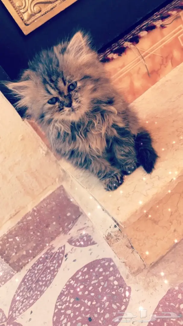 قطه شيرازي هاف تايقر (image 1)