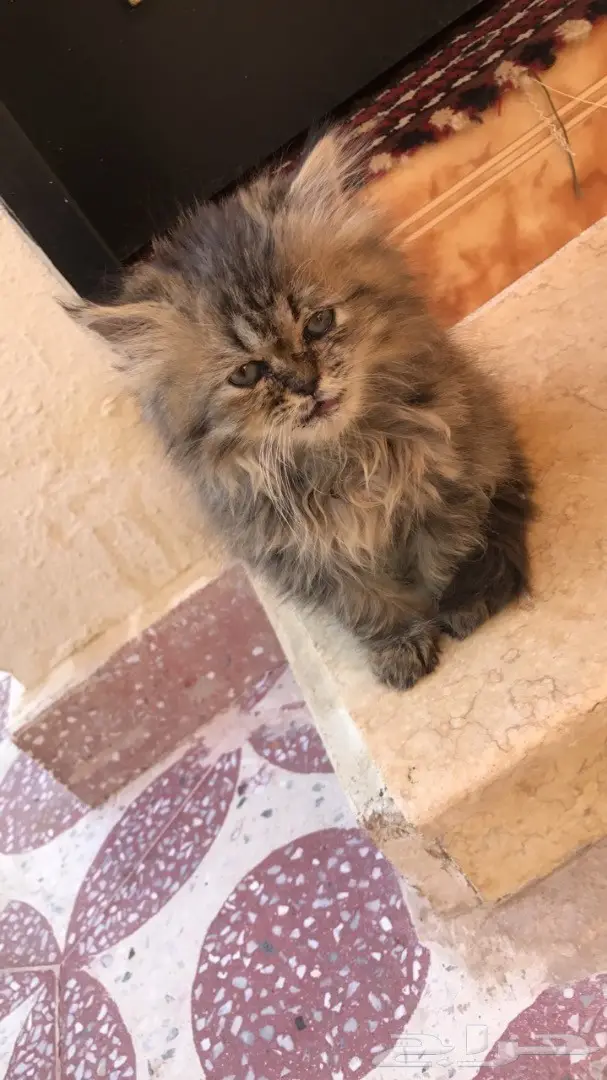 قطه شيرازي هاف تايقر (image 2)