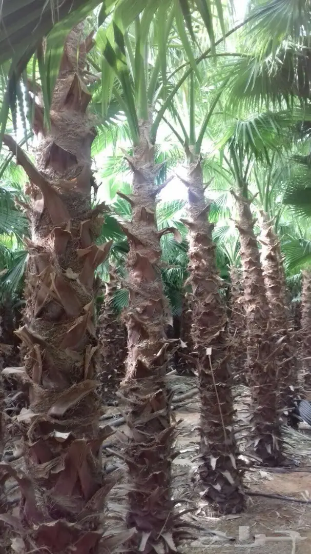 مقاولات تركيب نخل وأشجار  (image 10)