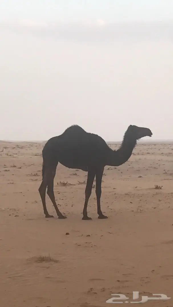 للبيع بكره مفروده طيبه  (image 1)