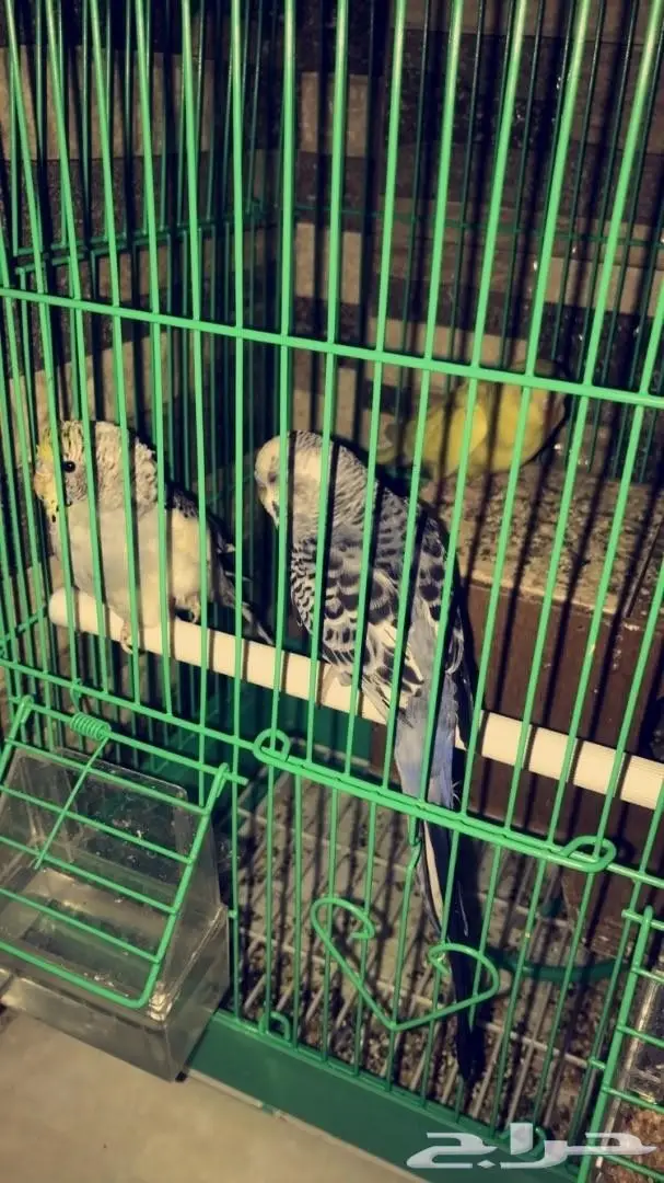 للبيع عصافير