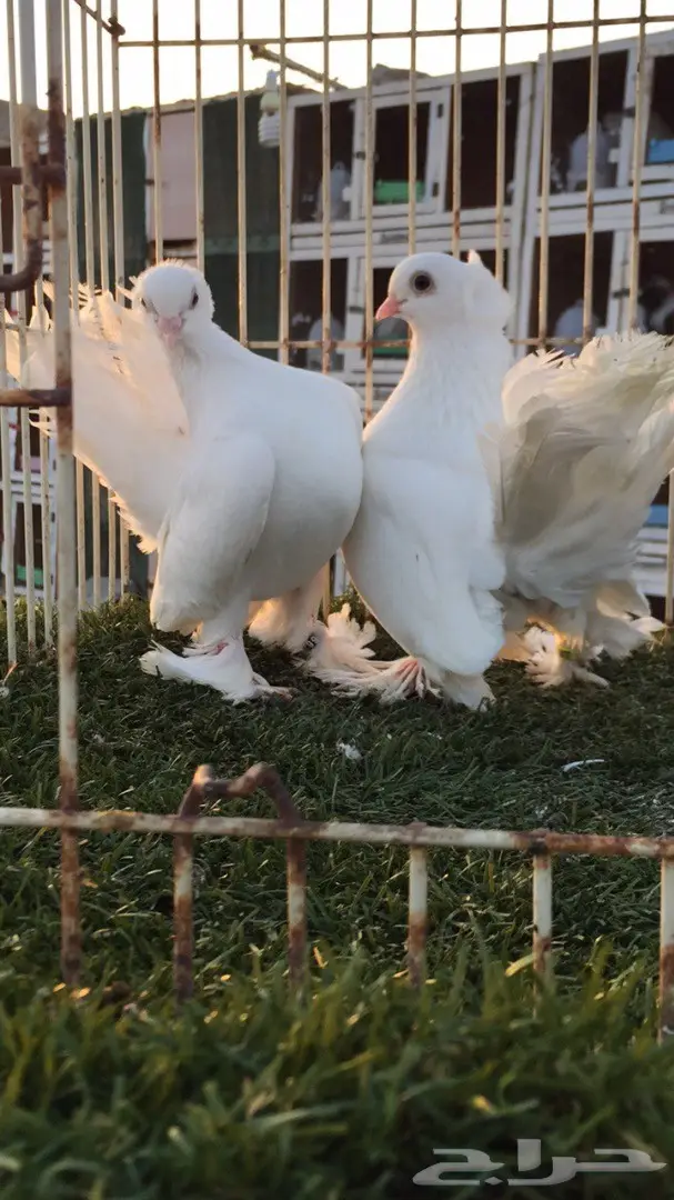 جوز جاوا (كرنقو خوارج) - فرصة استثمارية (image 1)