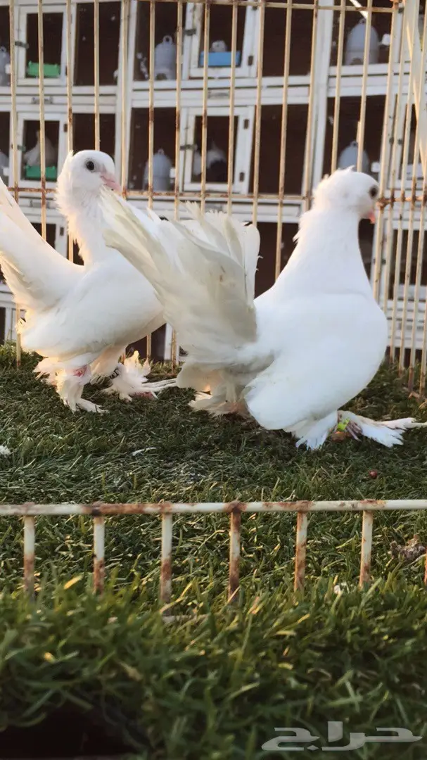 جوز جاوا (كرنقو خوارج) - فرصة استثمارية (image 2)