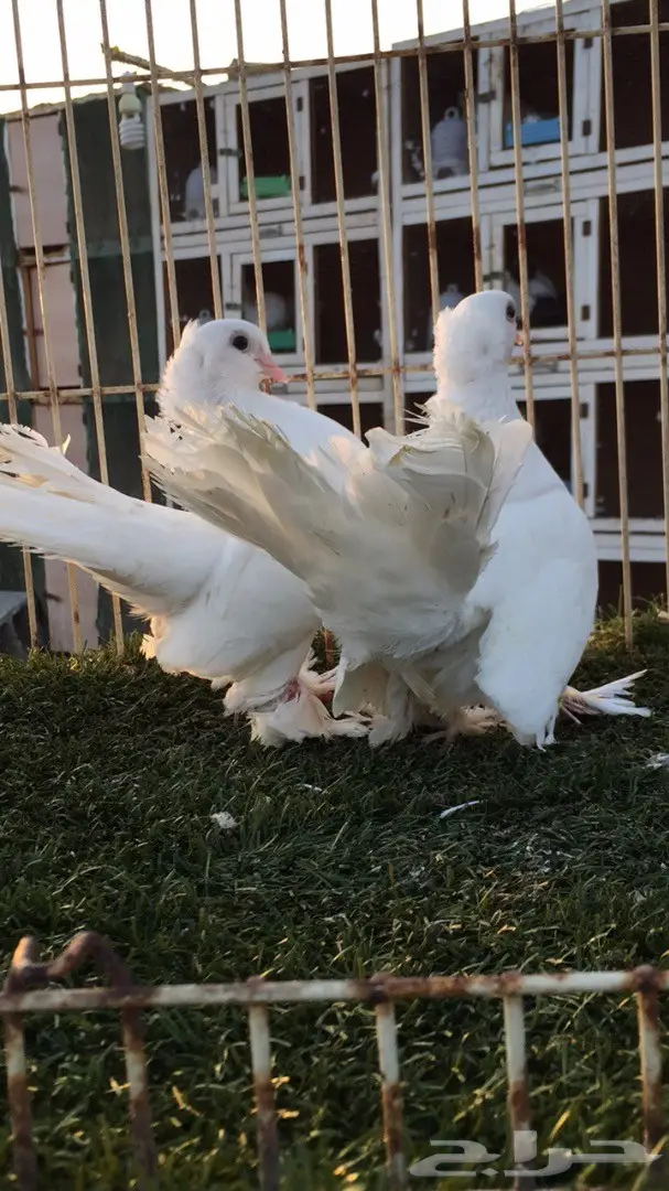 جوز جاوا (كرنقو خوارج) - فرصة استثمارية (image 3)