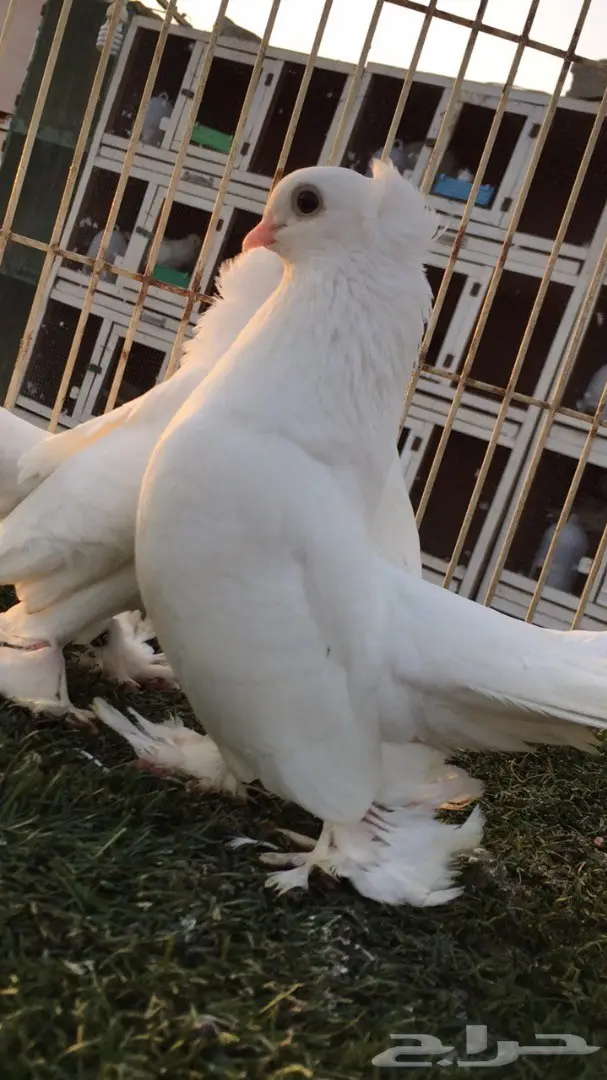 جوز جاوا (كرنقو خوارج) - فرصة استثمارية (image 5)