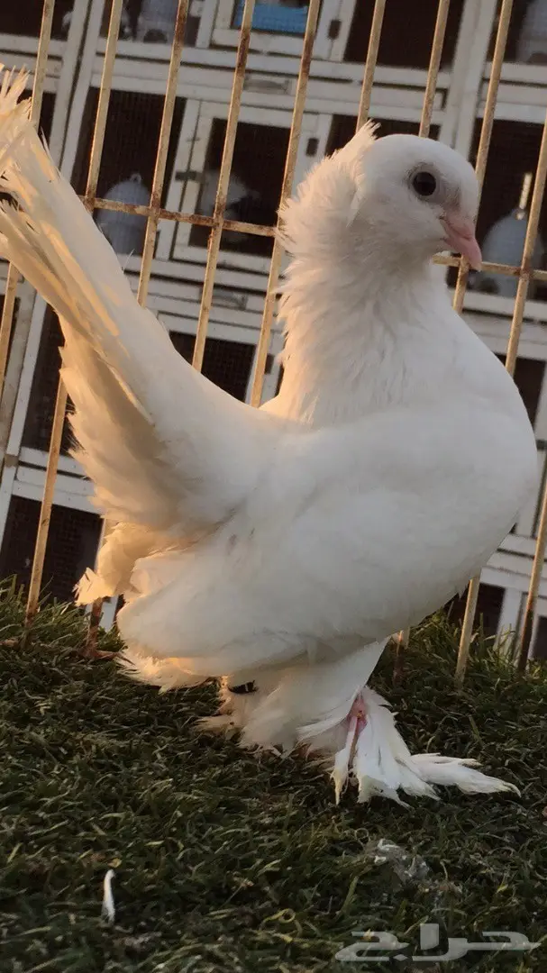 جوز جاوا (كرنقو خوارج) - فرصة استثمارية (image 6)