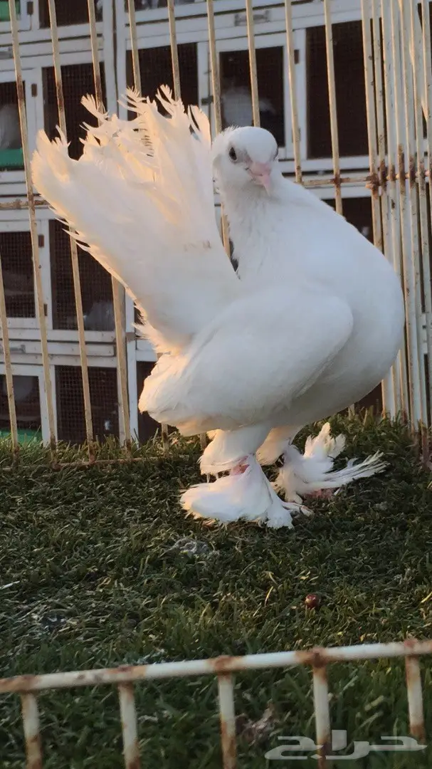 جوز جاوا (كرنقو خوارج) - فرصة استثمارية (image 7)