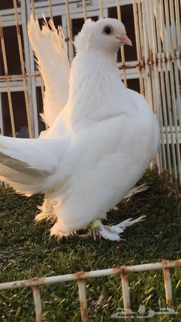 جوز جاوا (كرنقو خوارج) - فرصة استثمارية (image 8)