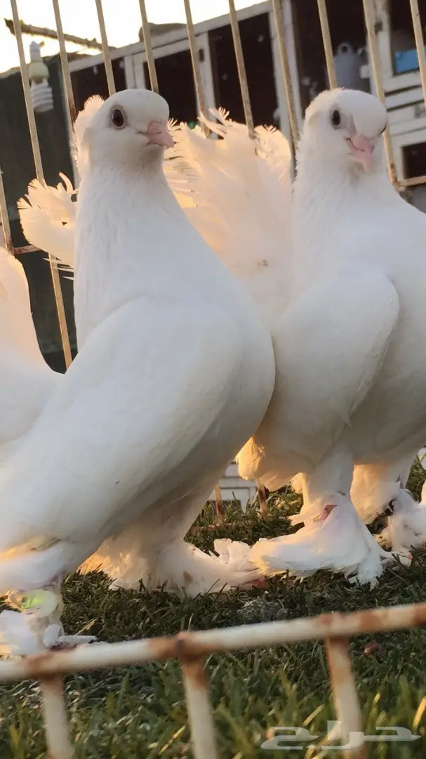 جوز جاوا (كرنقو خوارج) - فرصة استثمارية (image 9)