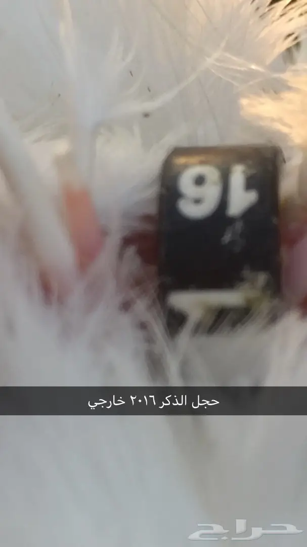 جوز جاوا (كرنقو خوارج) - فرصة استثمارية (image 10)