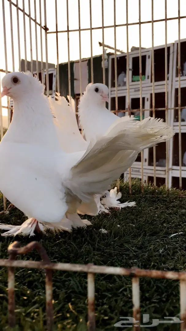 جوز جاوا (كرنقو خوارج) - فرصة استثمارية (image 12)