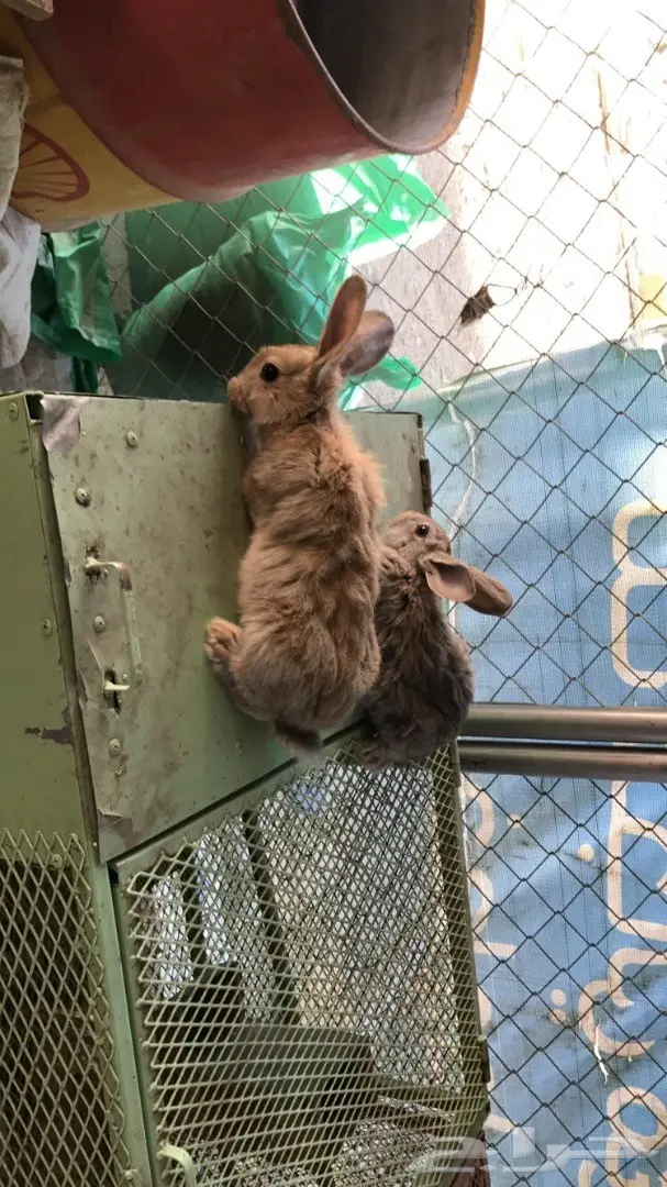 زوج ارانب شنشلا بيور  (image 1)