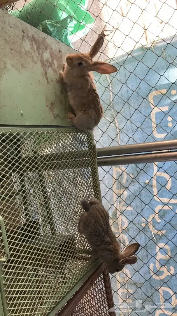 زوج ارانب شنشلا بيور  (image 2)